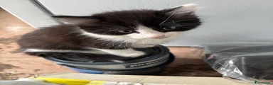 Mixed Breed Kitten 1