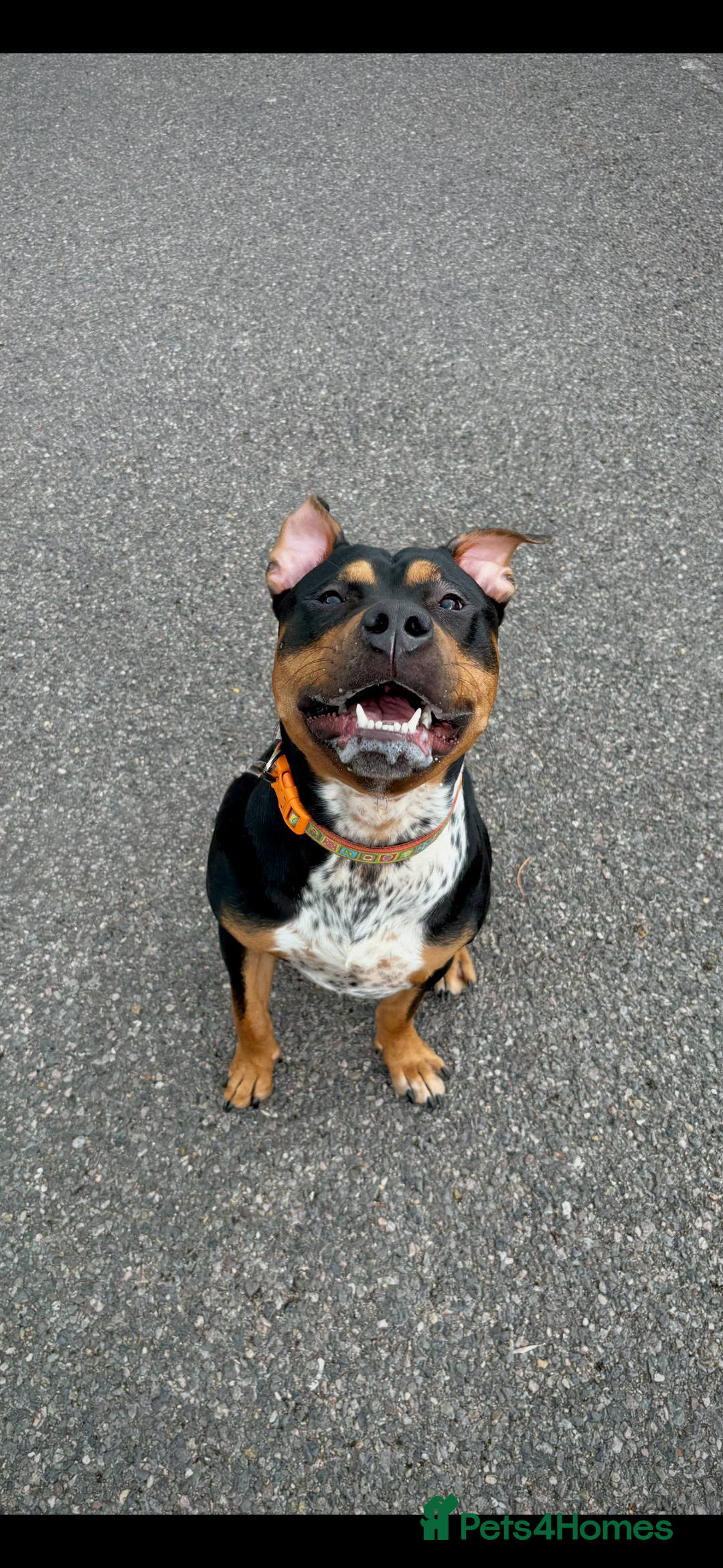 Staffordshire Bull Terrier dogs for sale: Urgent home needed  - Image 9
