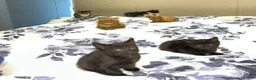 Mixed Breed cats for sale: Litter of kittens for sale  in Wetherby - Advert 5