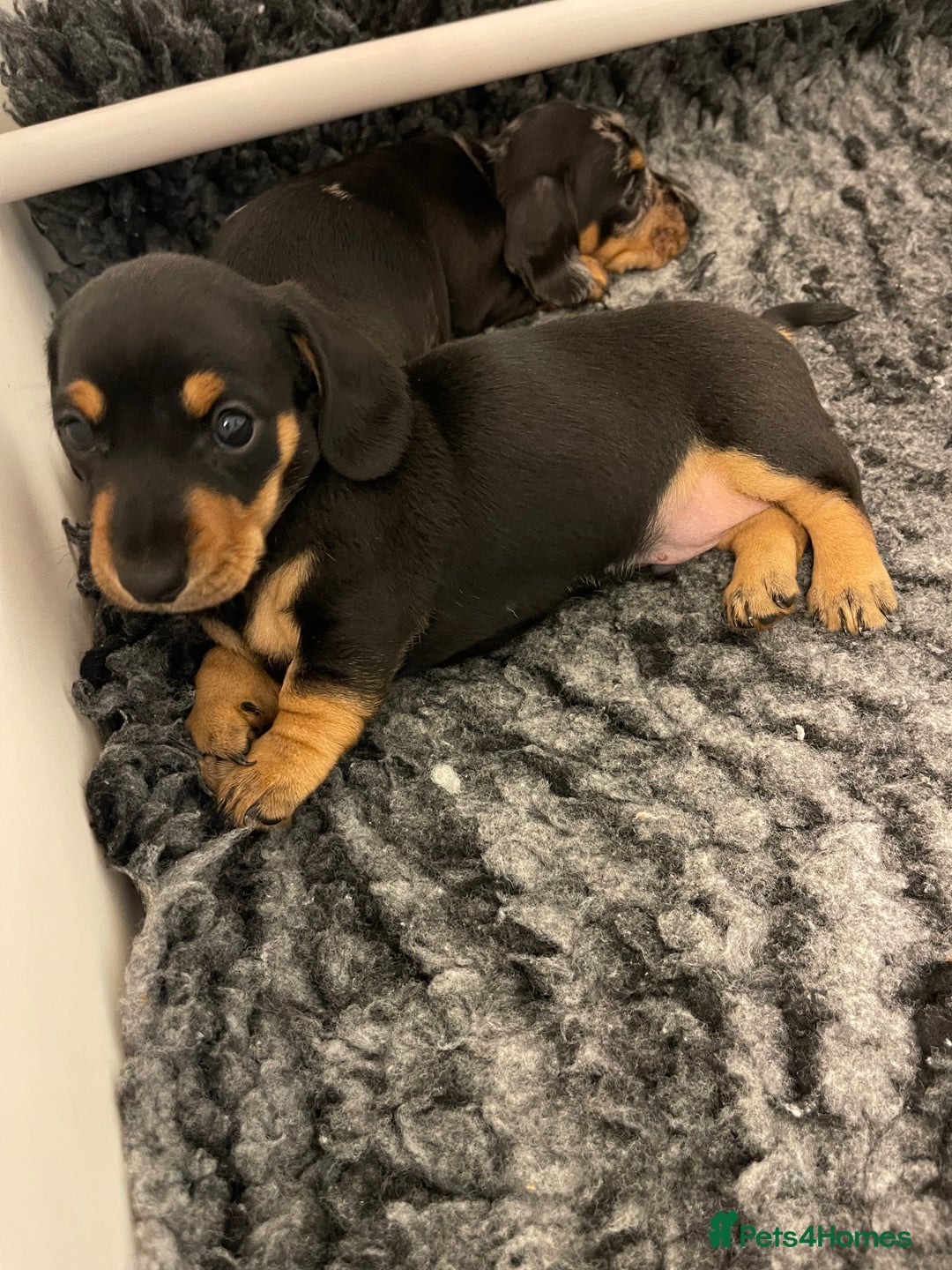 Miniature Dachshund dogs for sale: READY TO LEAVE KC Pedigree Miniature dachshunds - Advert 16