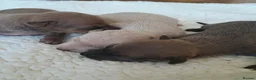 Italian Greyhound dogs for sale: KC REGISTERED ITALIAN GREYHOUND PUPPIES  in Oldham - Advert 4