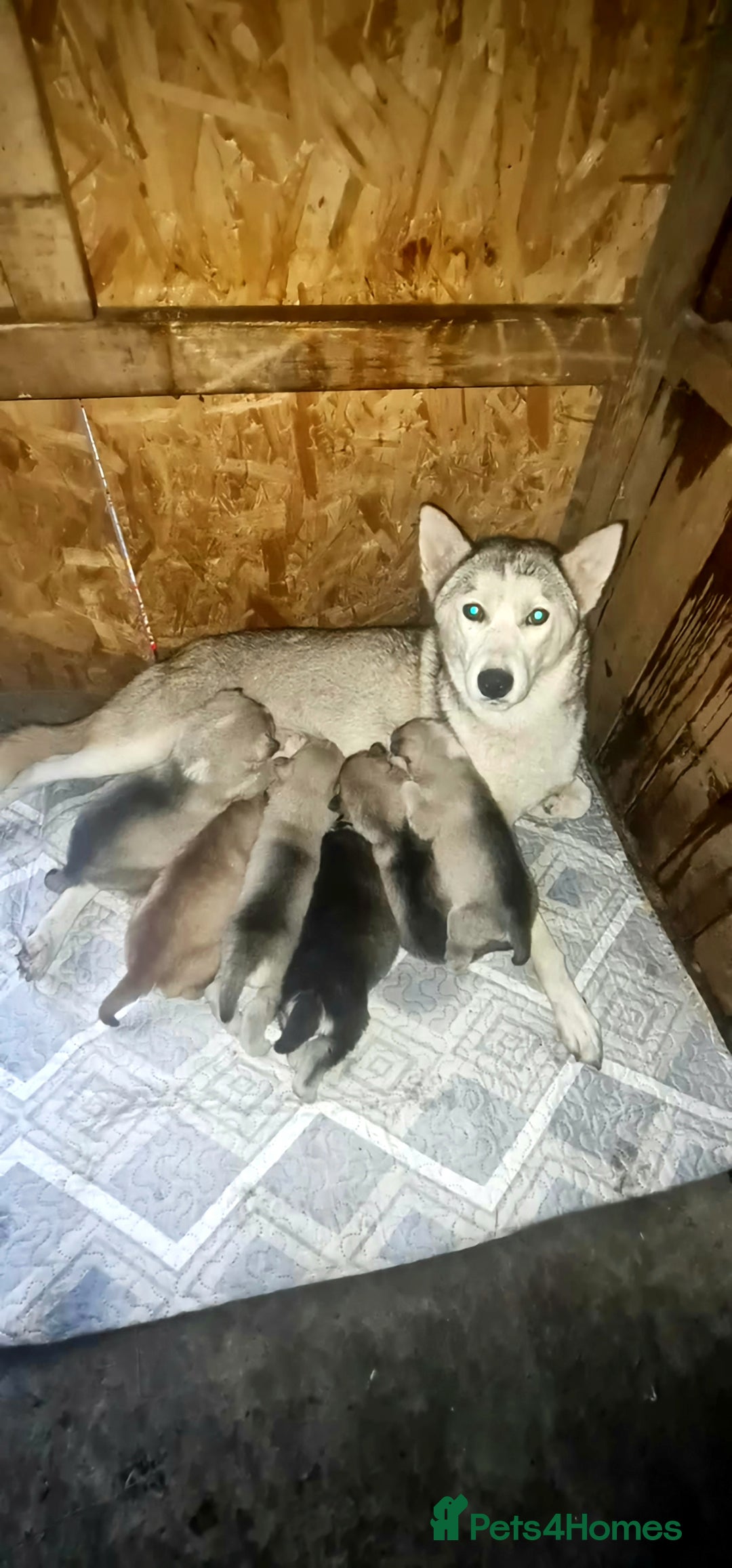 Siberian Husky dogs for sale: 6 siberian husky  - Advert 1