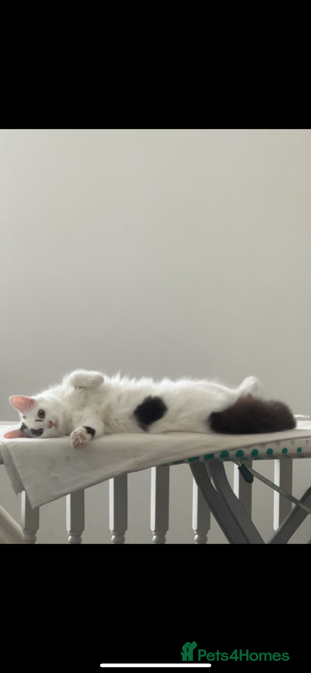 British Shorthair cats for sale: Two sweet siblings looking for forever home - Image 3