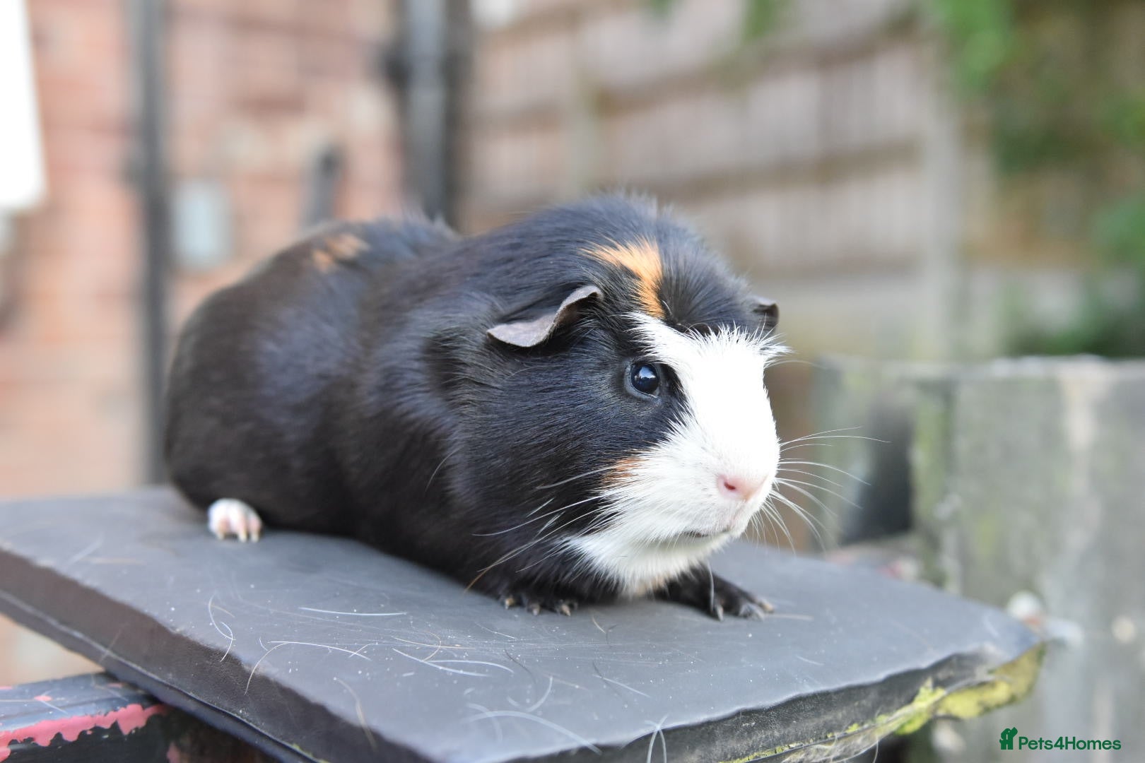 Lionhead rabbits Guinea Pigs Looking For New Homes - Advert 2