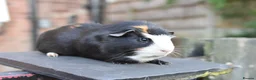 Lionhead rabbits for sale: Guinea Pigs Looking For New Homes - Advert 2