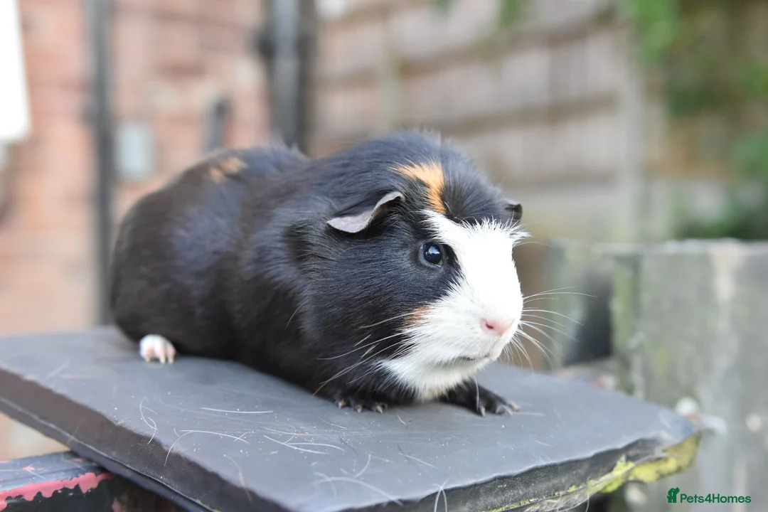 Lionhead rabbits for sale: Guinea Pigs Looking For New Homes - Advert 2