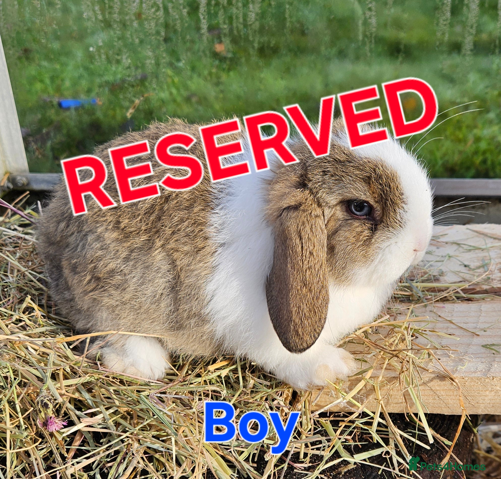 Mini Lop rabbits Mini Lop Boy - NOW RESERVED  - Advert 1