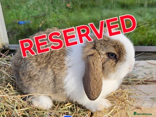Mini Lop rabbits Mini Lop Boy - NOW RESERVED - Advert 1
