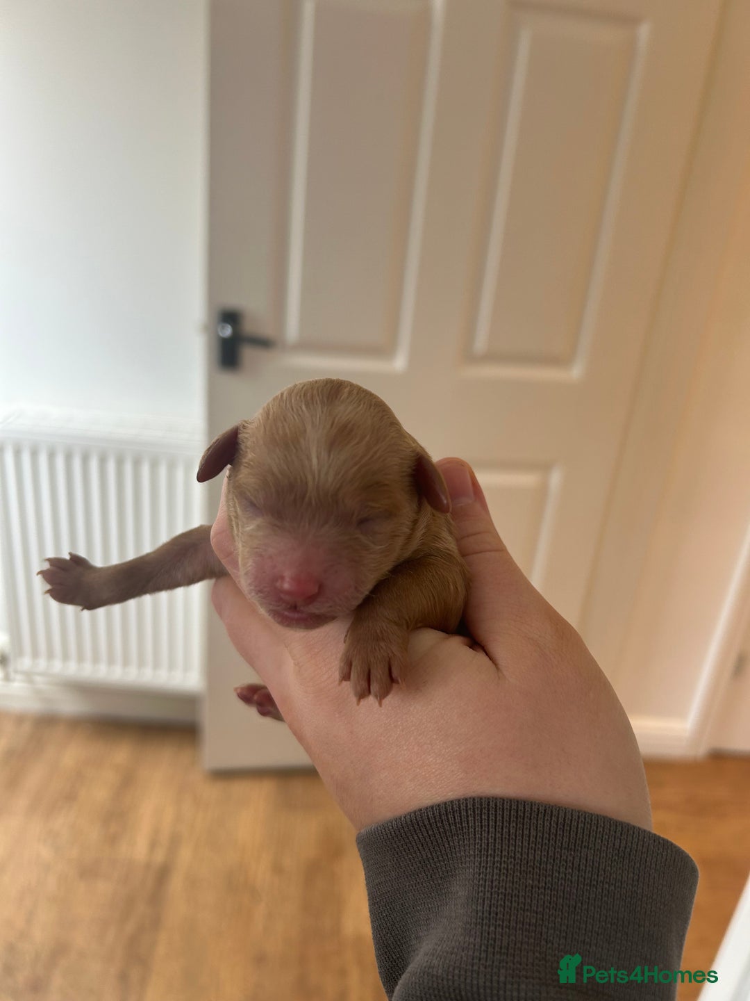 Cavapoo dogs for sale: Cavapoo Puppies for Sale - Image 13