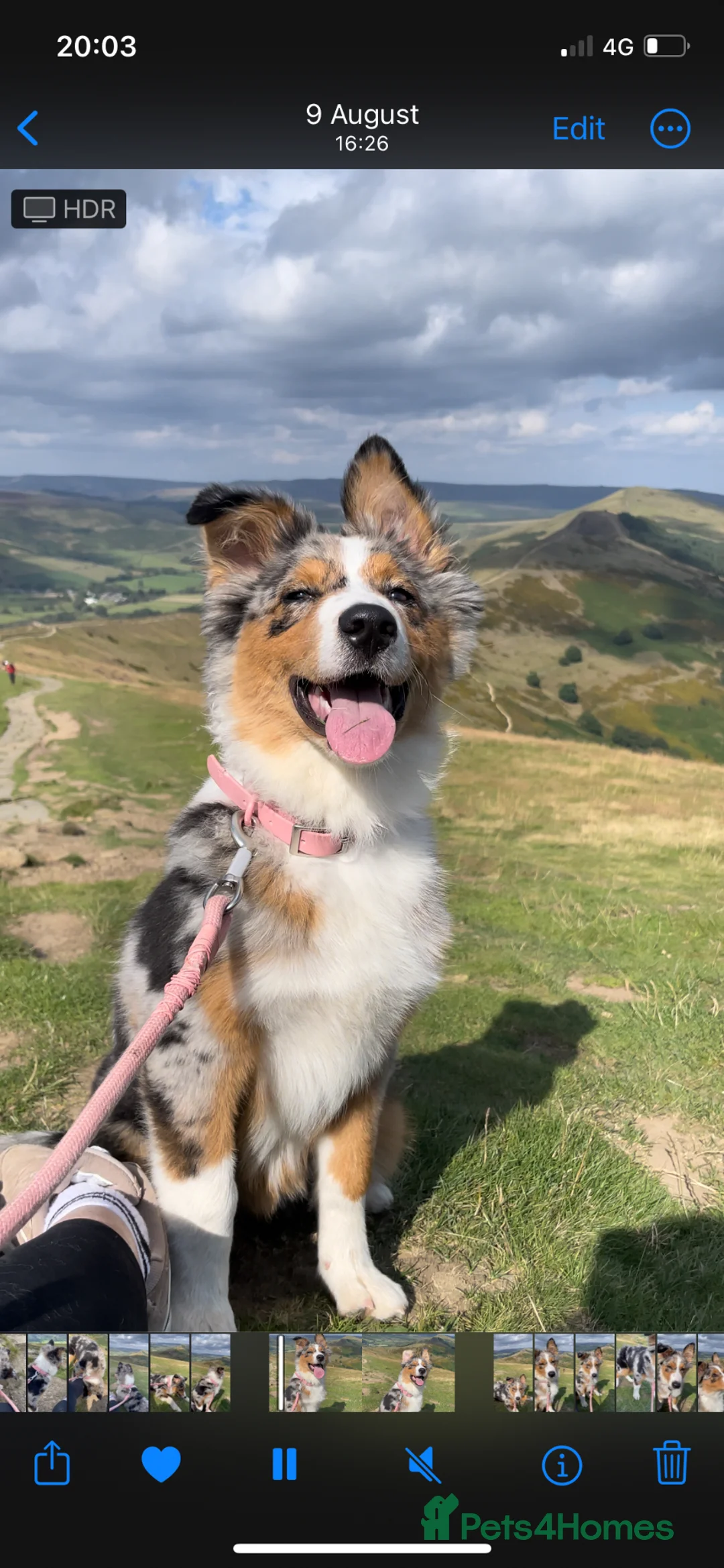 Australian Shepherd dogs for sale: Australian Shepherd Female – 1 Year Old – £1000 in Leamington Spa - Advert 2