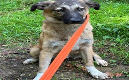 Mixed Breed dogs for adoption: Levi - Norwich Norfolk  - Image 31