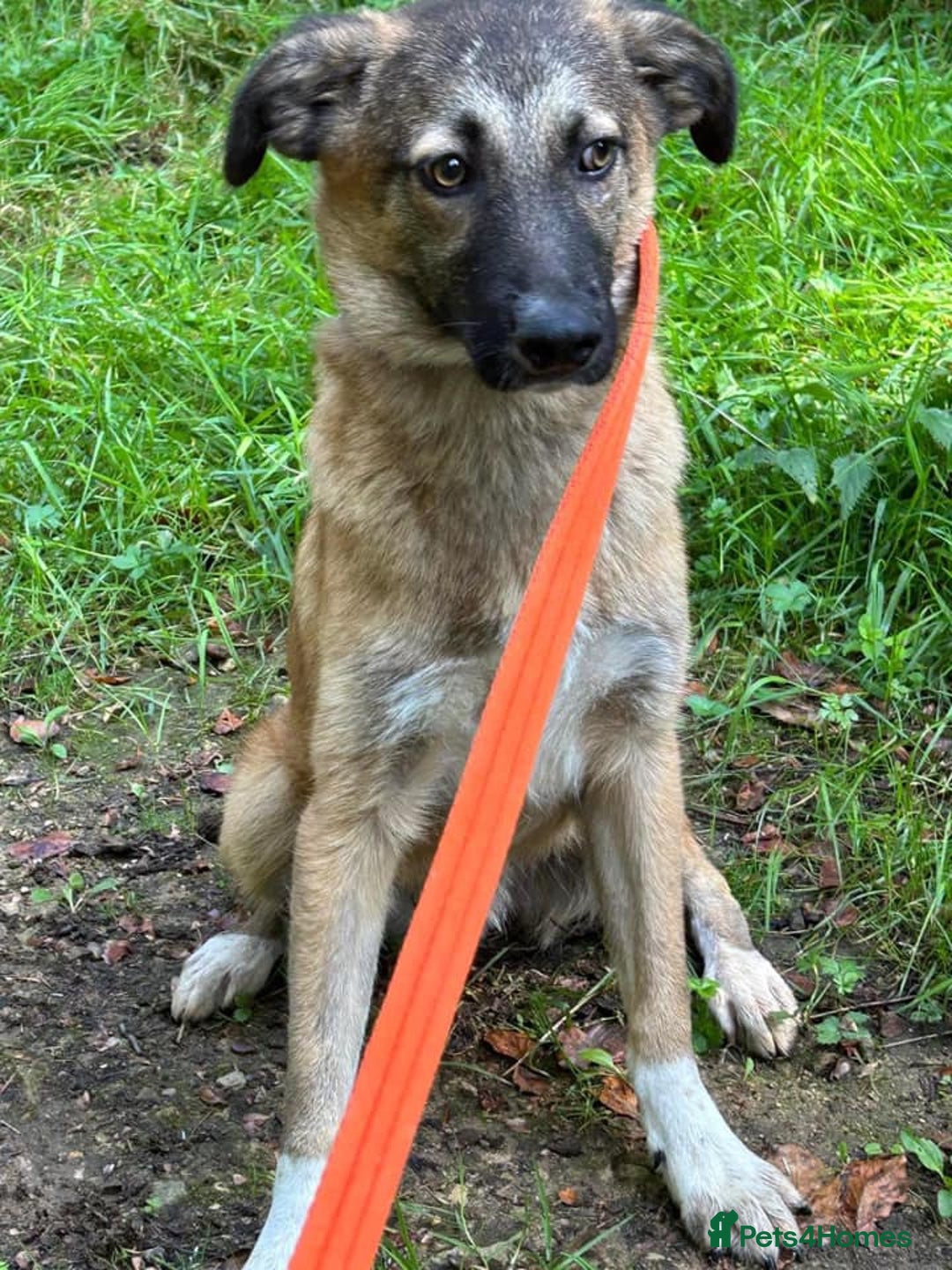 Mixed Breed dogs for adoption: Levi - Norwich Norfolk  - Image 31