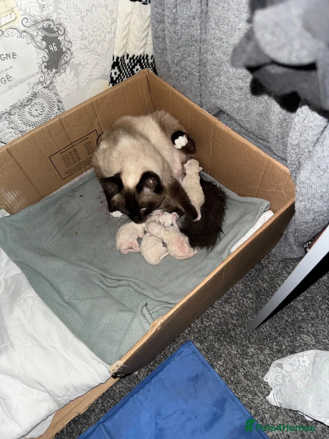 Ragdoll cats for sale: Beautiful Ragdoll  - Advert 2