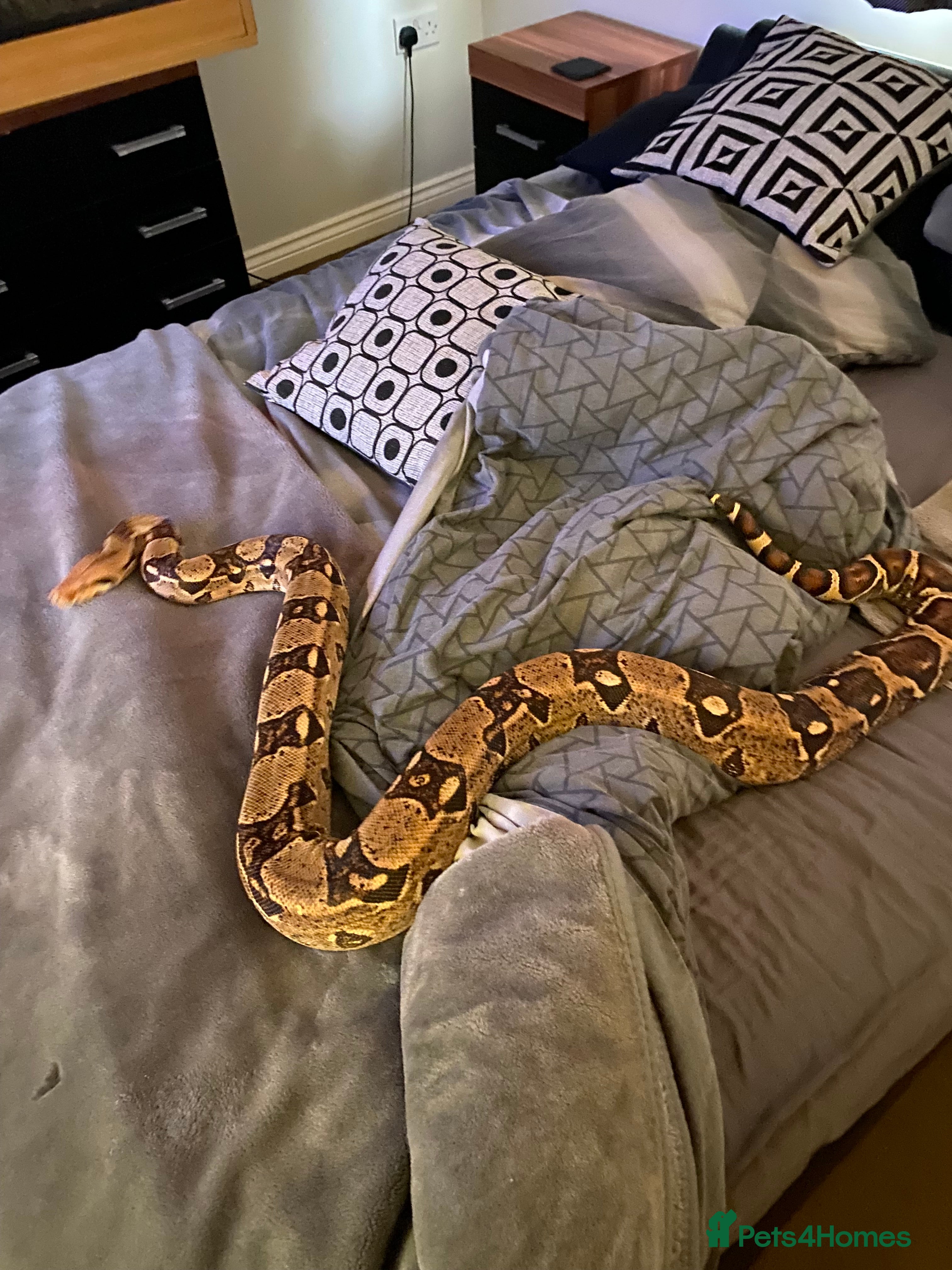 Boa Snake reptiles Boa t negative blonde - Advert 2