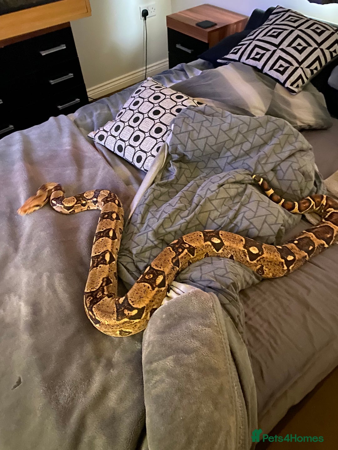 Boa Snake reptiles for sale: Boa t negative blonde - Advert 1