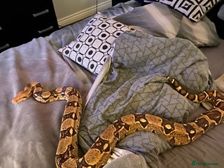 Boa Snake reptiles Boa t negative blonde - Advert 1