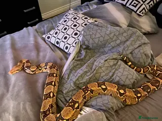 Boa Snake reptiles Boa t negative blonde - Advert 8