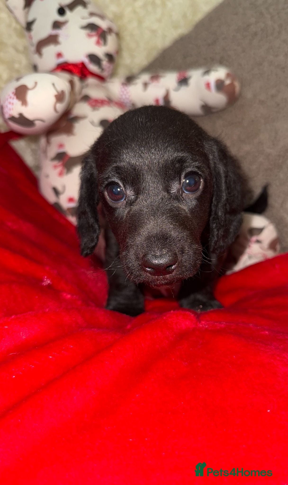 Doxiepoo dogs 🧡💛Adorable Daxipoo Puppies 💜🩷 - Advert 2