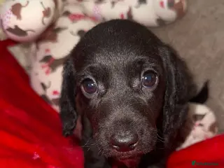 Doxiepoo dogs 🧡💛Adorable Daxipoo Puppies 💜🩷 - Advert 2