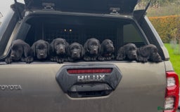 Labrador Retriever dogs for sale: 1 male Labrador puppy - Image 3