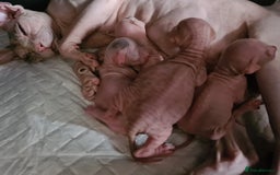 Sphynx cats for sale: Blue eyed Canadian Sphyn Kittens - Image 8