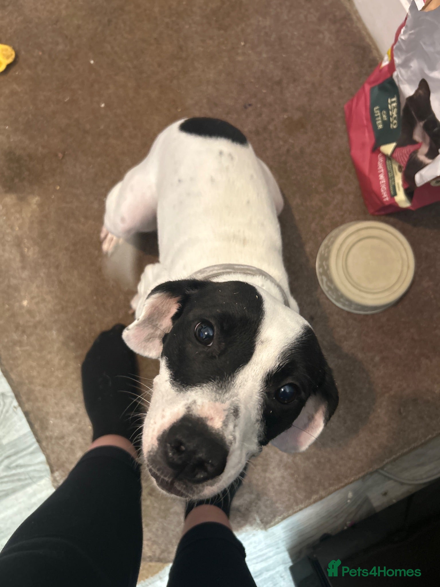 Mixed Breed dogs Bella  - Advert 1