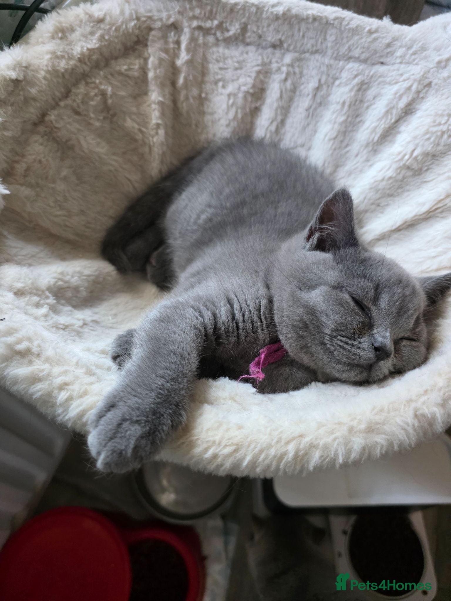 British Shorthair cats BSH kittens ready now 2 blue females vaccinated - Advert 2