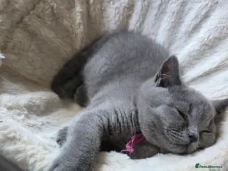 British Shorthair cats BSH kittens ready now 2 blue females vaccinated - Advert 1