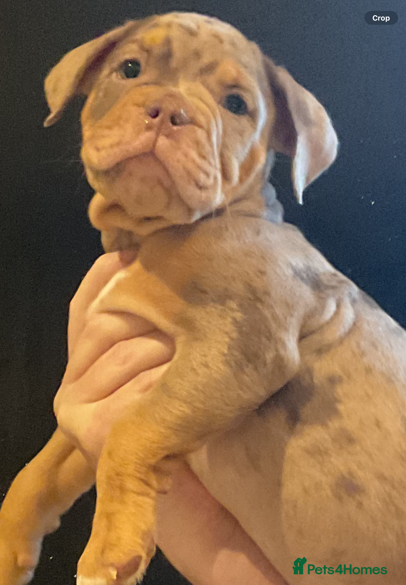 Olde English Bulldogge dogs Olde English bulldog puppies  - Advert 2