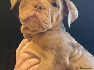 Olde English Bulldogge dogs Olde English bulldog puppies - Advert 2