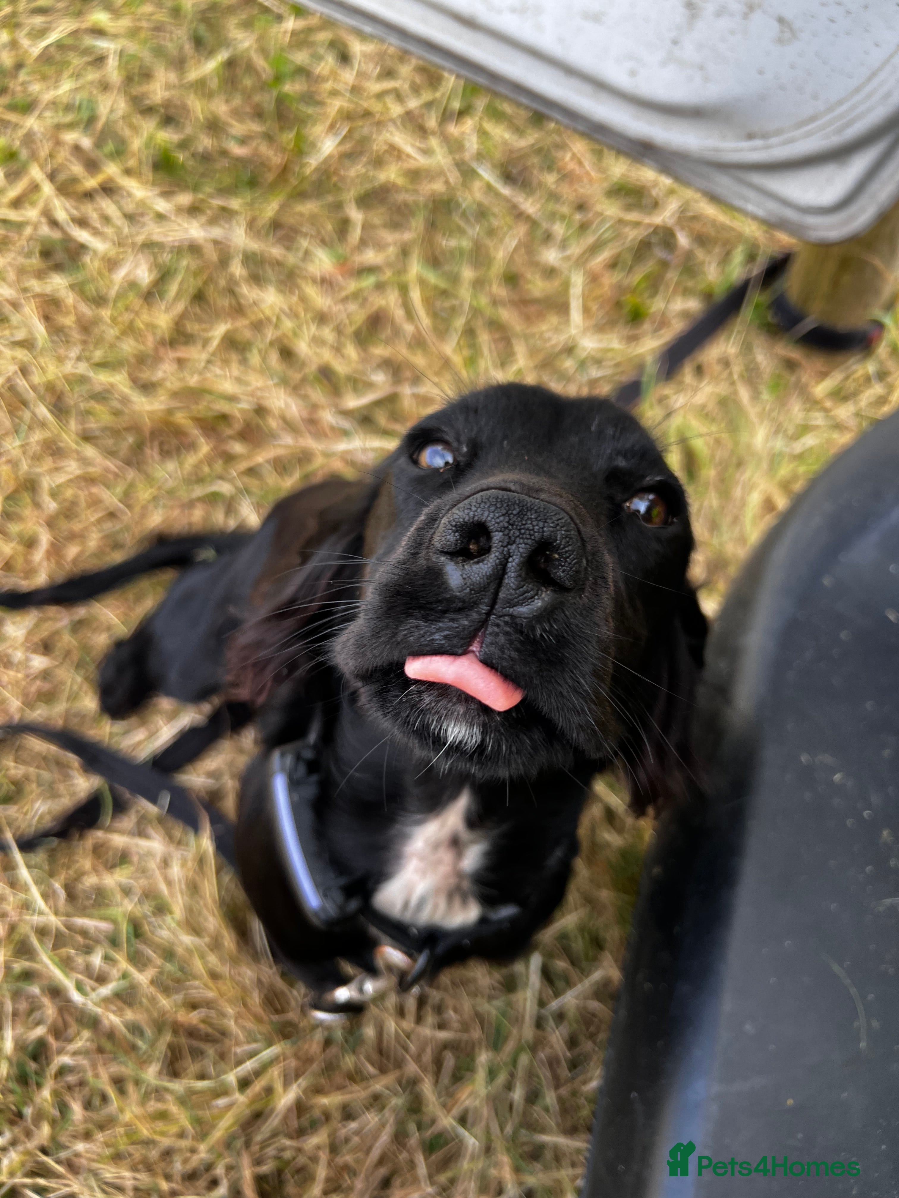 Cocker Spaniel dogs KC working cocker spaniel intact male - Advert 1