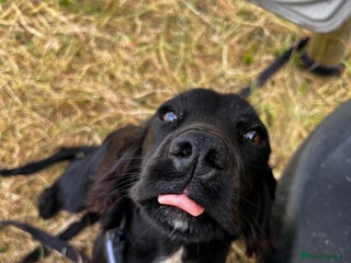 Cocker Spaniel dogs KC working cocker spaniel intact male - Advert 3