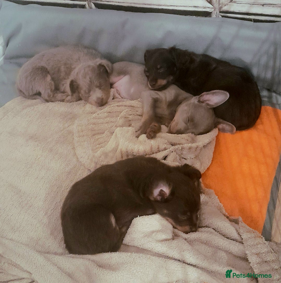 Russian Toy Terrier dogs for sale: Pure blood Russian Toy smooth and long haired - Image 17