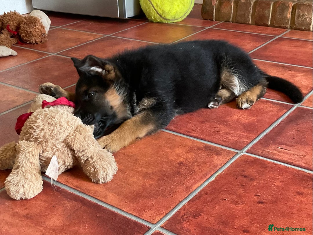 German Shepherd dogs for sale: 25 years experience  breeding German Shepherds - Image 24
