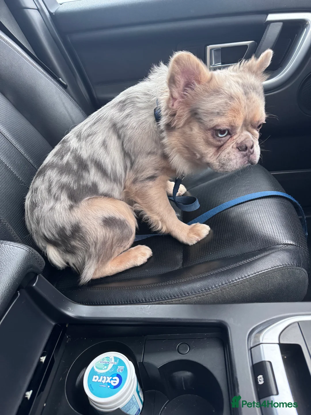 French Bulldog dogs for stud: Visual Merle Fluffy Frenchie Stud - Advert 2