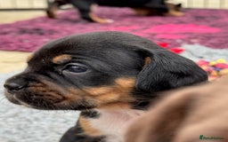 Mixed Breed dogs for sale: French Bulldog x Springer Spaniel pups ready 15Oct - Image 13