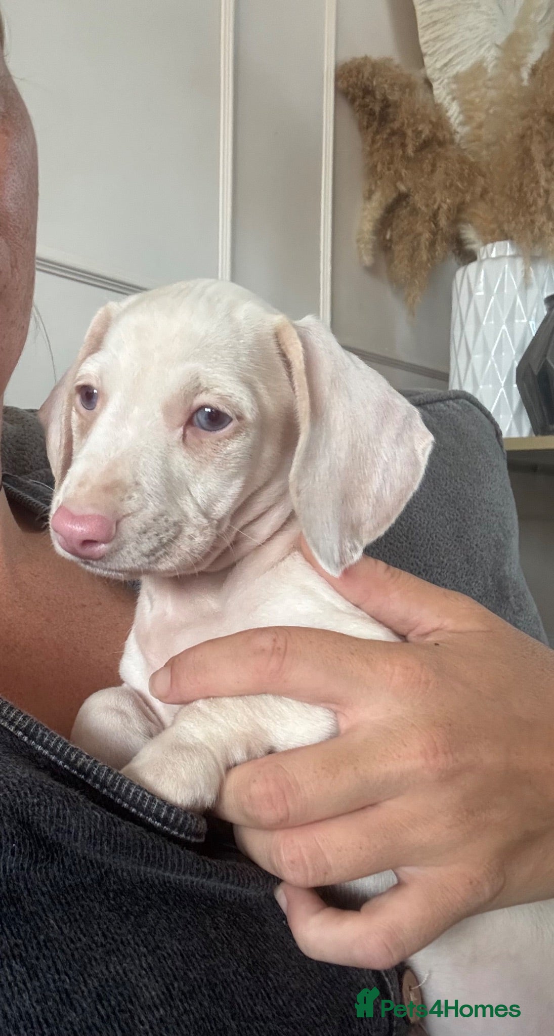 Miniature Dachshund dogs 🌸READY NOW Rare Pink mini dachshunds 🌸 - Advert 8