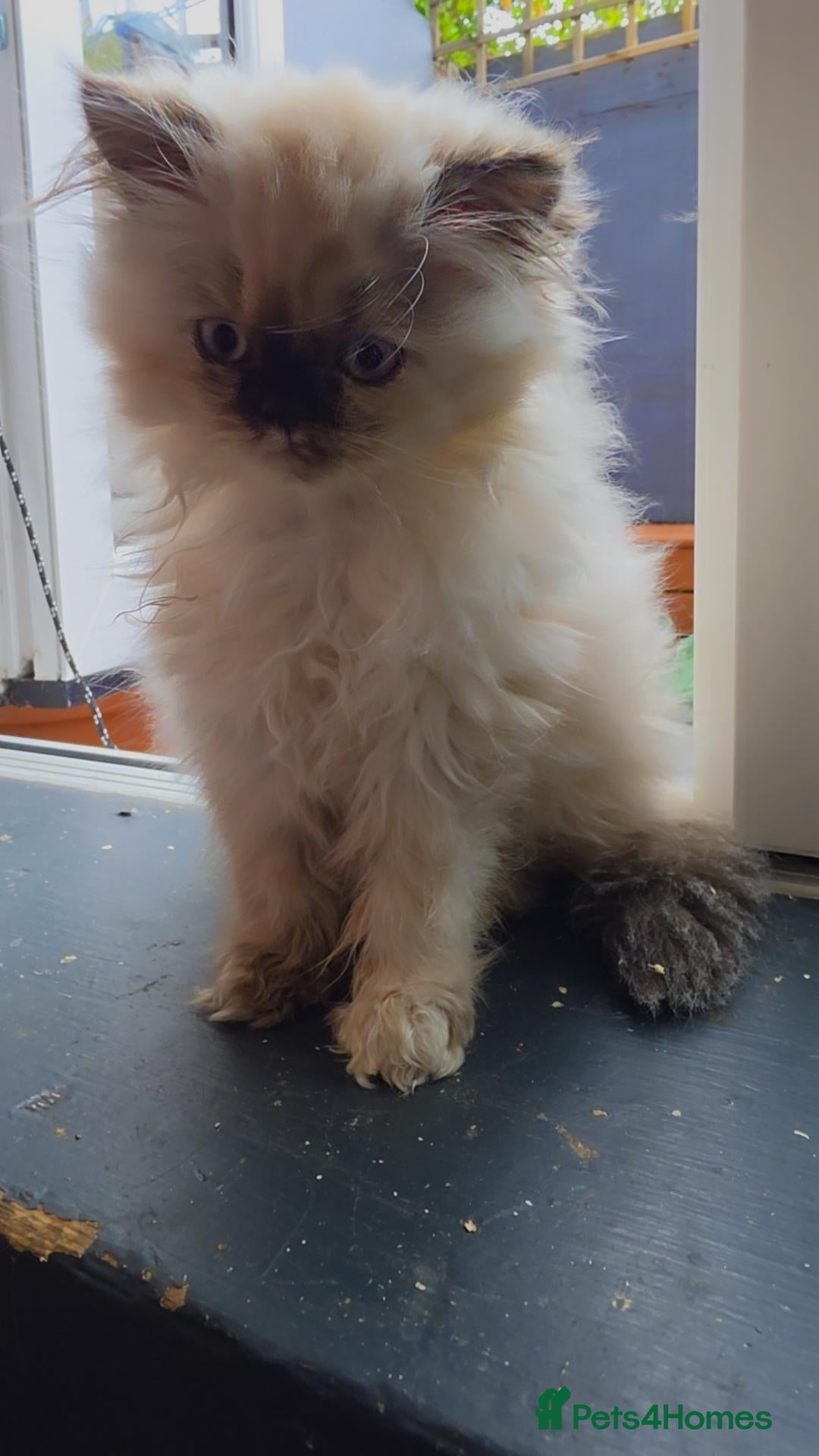 Persian cats for sale: Blue point, doll face, persian kittens - Advert 1