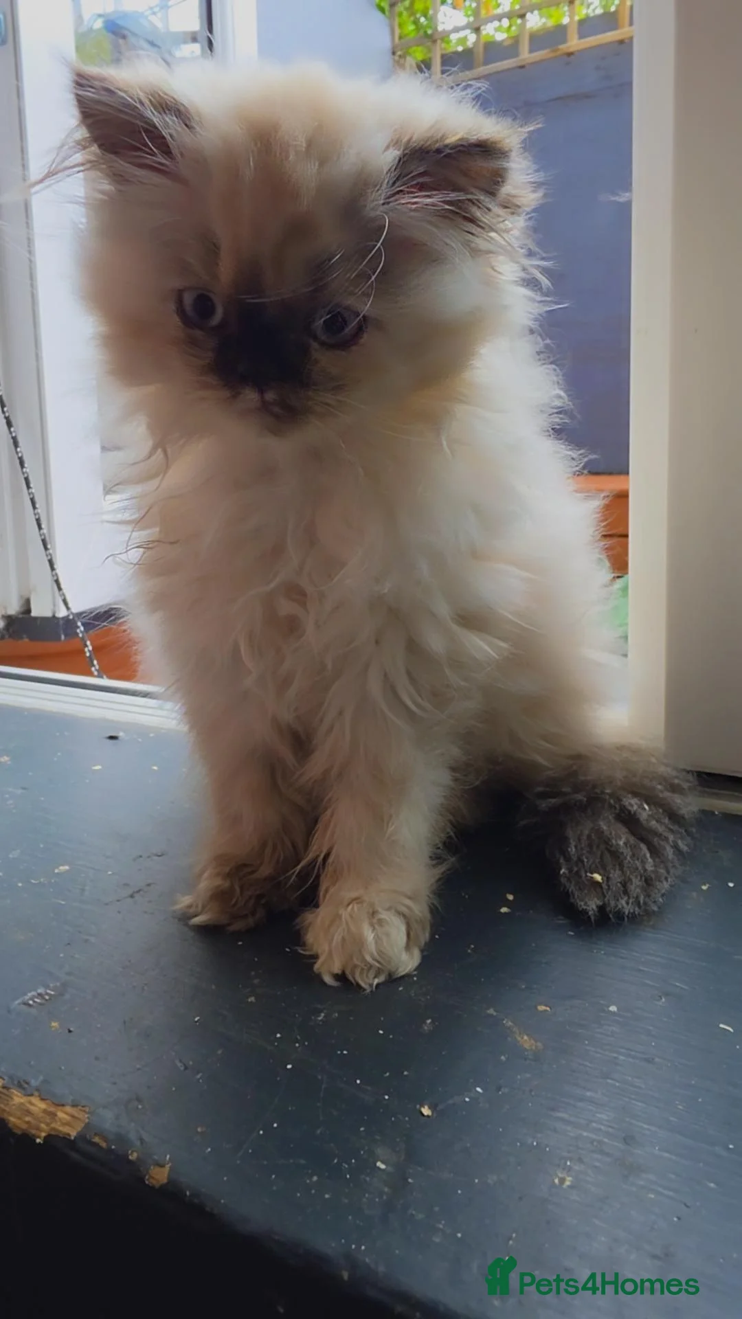 Persian cats for sale: Blue point, doll face, persian kittens - Advert 1
