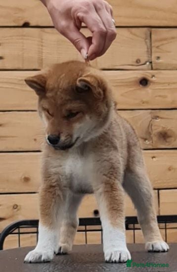 Japanese Shiba Inu dogs Quality Japanese shiba inu  - Advert 1