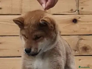 Japanese Shiba Inu dogs Quality Japanese shiba inu - Advert 1