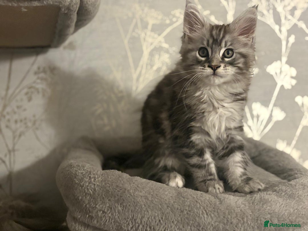 Maine Coon cats for sale: Ready to leave quality Maine coon kittens - Advert 23