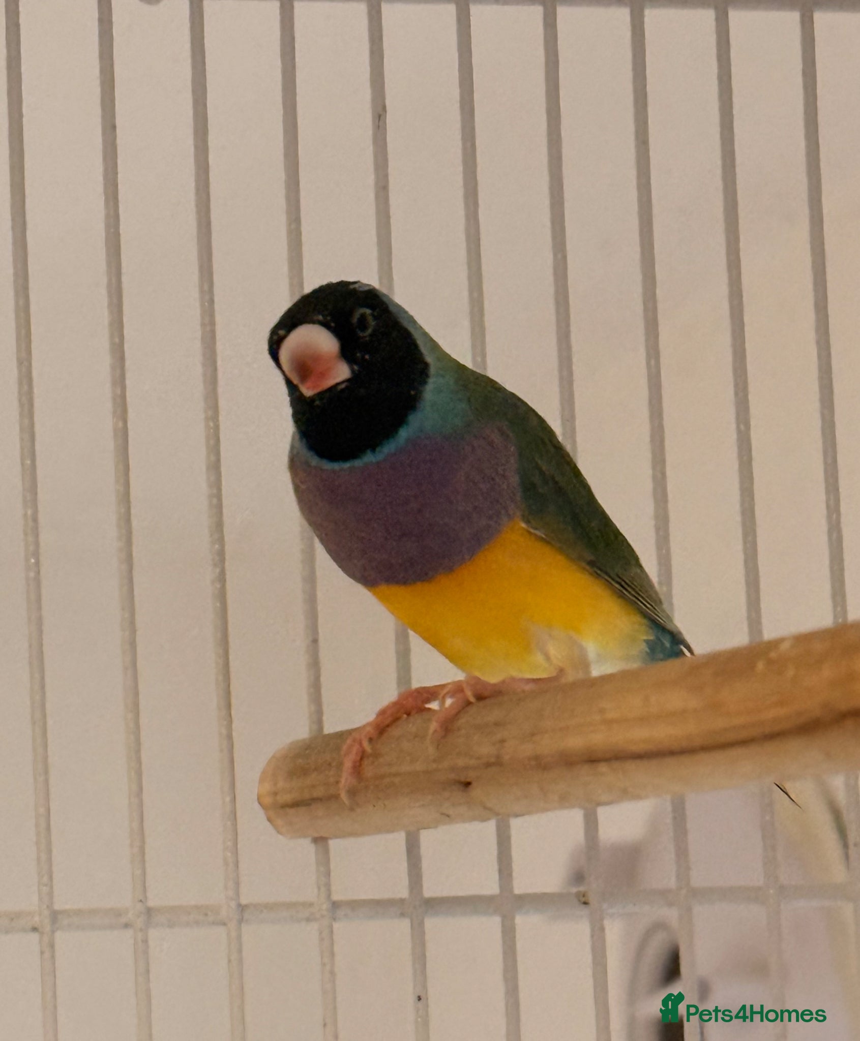 Finches birds for sale: 🐦 TOP QUALITY YOUNG MALE BLACKHEAD GOULDIANS — - Advert 6