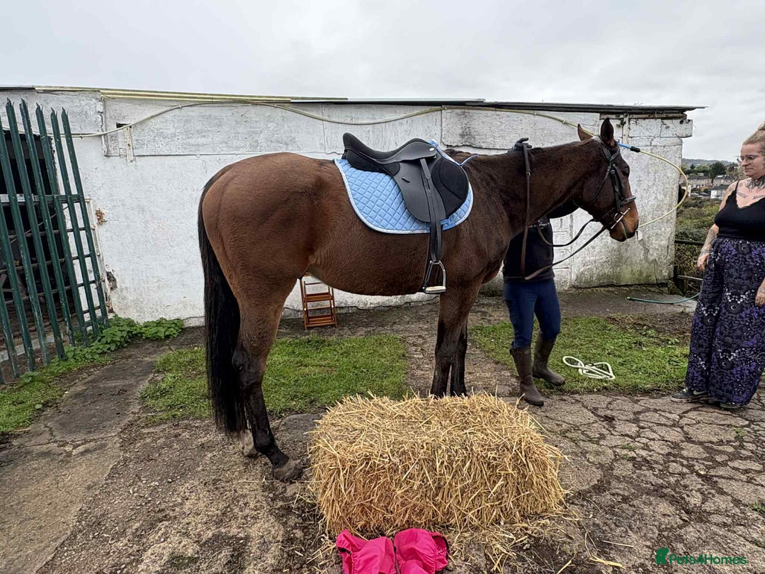 English Thoroughbred horses for sale: For Sale: 16hh 5-year-old Thoroughbred gelding - Advert 4