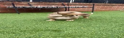 Miniature Dachshund dogs for sale: Beautiful Miniature Dachshund Puppy in Gloucester - Advert 3