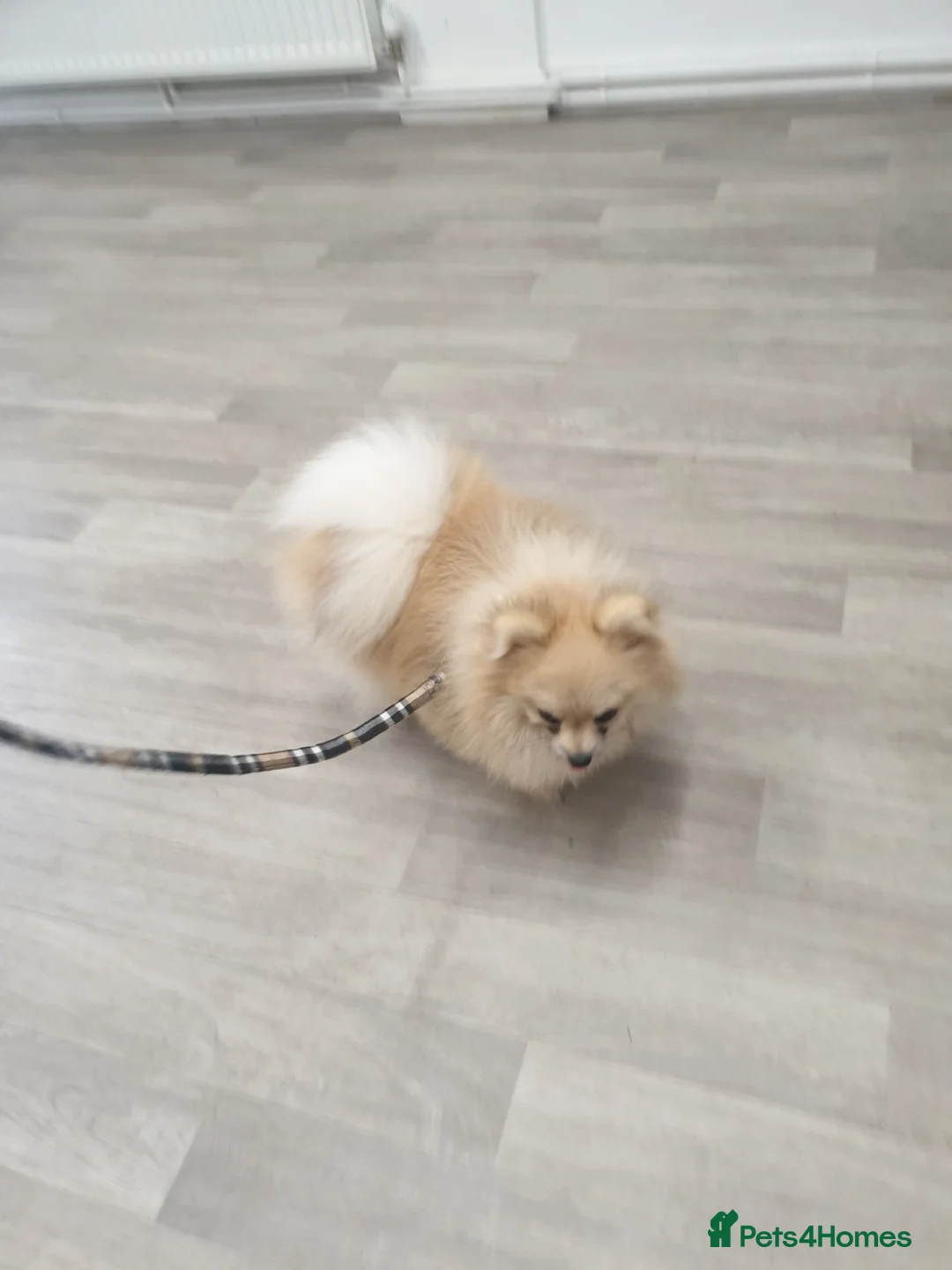 Pomeranian dogs for stud: Rocket Pomeranian stud  in Romford - Advert 17