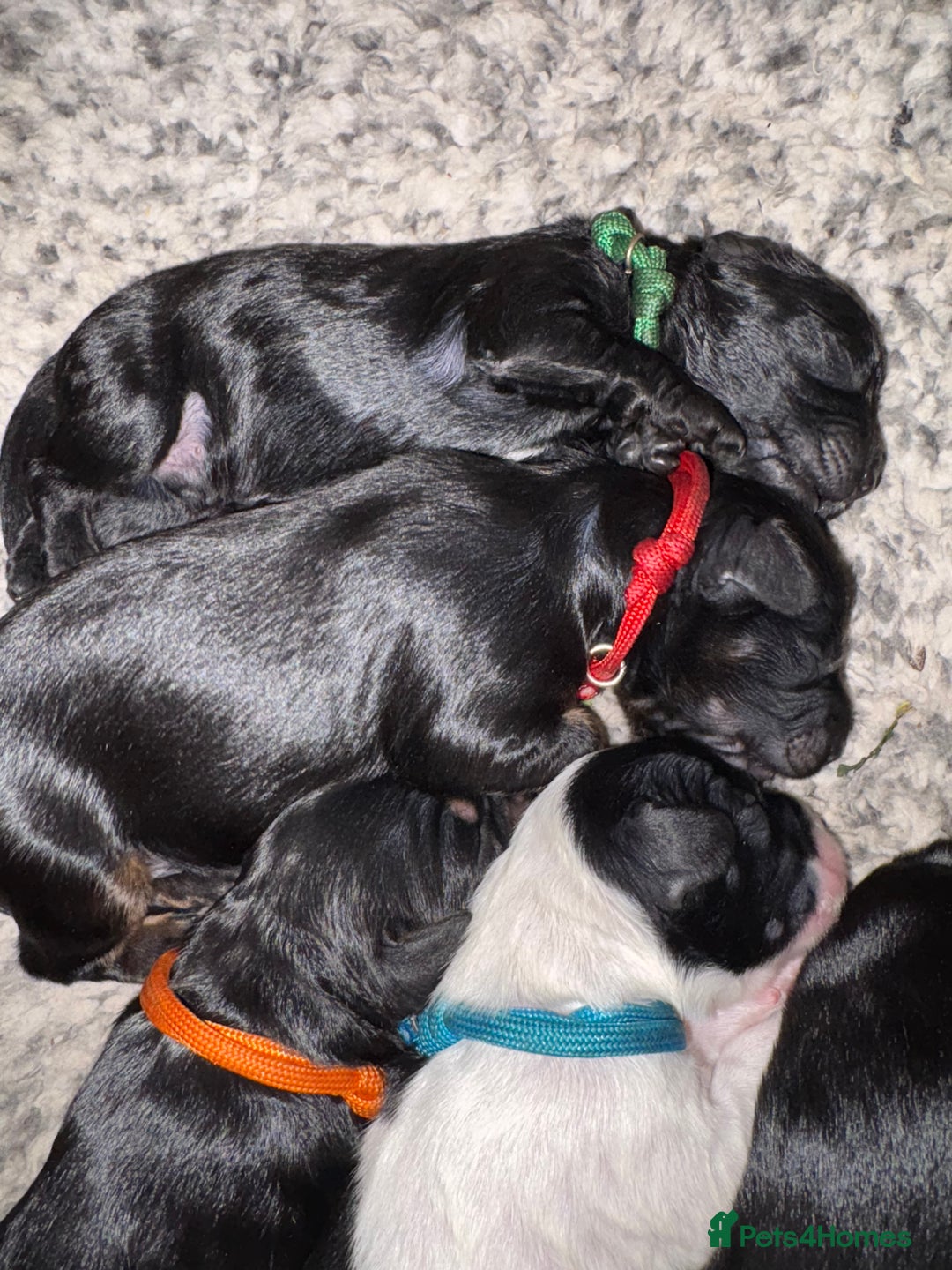 Mixed Breed dogs for sale: Beautiful Cavapoo puppies  - Advert 36