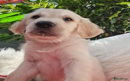 Golden Retriever dogs for sale: Stunning Golden Retriever puppies  - Image 14