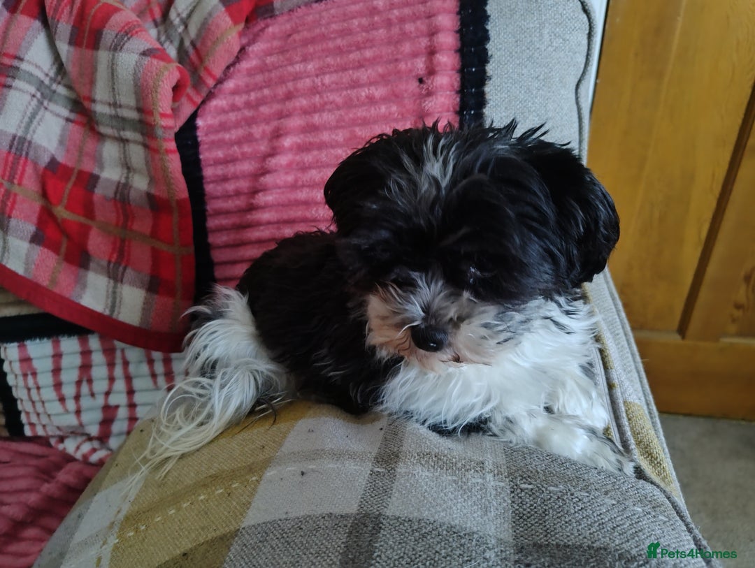 Biewer Terrier dogs for sale: 4 biewer Yorkshire terrier puppies for sale  - Advert 19