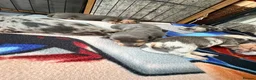 Dachshund dogs for sale: 7 beautiful dachshund puppies  - Advert 7